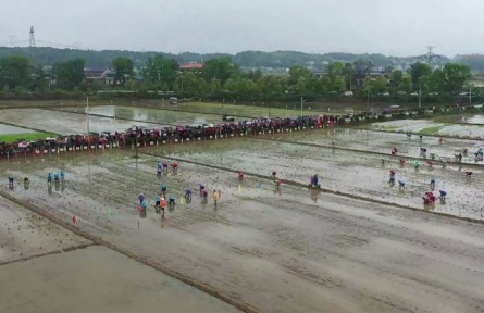 農(nóng)耕樂 賽插秧！長沙寧鄉(xiāng)灰湯舉辦第二屆農(nóng)耕民俗文化節(jié)