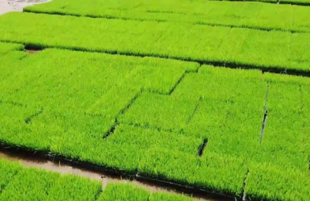 江西余干：工廠育秧 機械播種 農業(yè)生產走向現(xiàn)代化