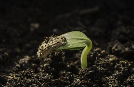科普 | 怎樣保護(hù)好“神奇種子”？