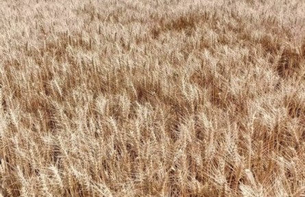 1500000000畝鹽堿地，能否再造一個“大國糧倉”