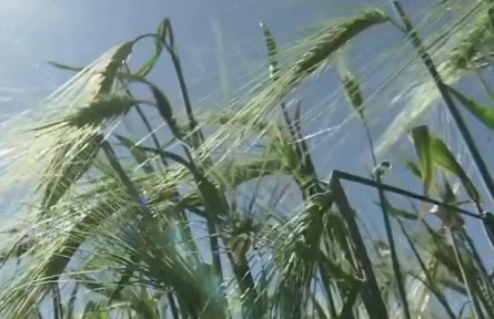 青海：數字賦能農業(yè)播種 科技耕耘青稞農場