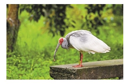 浙江杭州：“東方寶石”朱鹮來(lái)安家啦！西溪濕地朱鹮回歸試驗(yàn)獲階段性成果