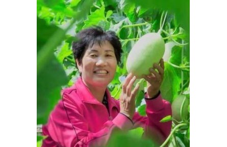 “白蘭瓜姐姐”馬樂(lè)梅的“甜蜜事業(yè)”