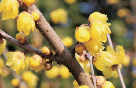 詠梅詩詞里的“梅”究竟是什么花？