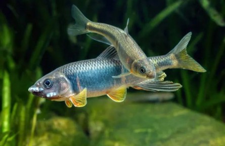 跑現(xiàn)場重調(diào)研，從一條小魚做出生態(tài)保護(hù)大文章