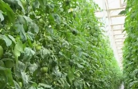 河南開封高效智慧農(nóng)業(yè)產(chǎn)業(yè)集群：近8萬平米溫室 一個人輕松搞定！