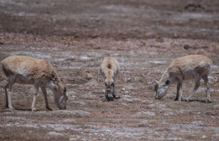 “高原精靈”藏羚羊年度遷徙產(chǎn)崽季開啟