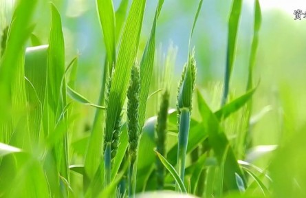 科普短視頻創(chuàng)作聯(lián)合行動(dòng)|問渠那得清如許，方寸之間活水來