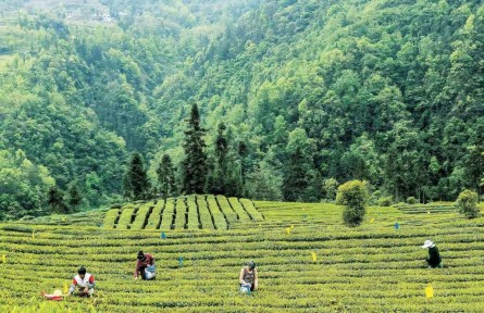 湖北退耕還林工程生態(tài)效益總價(jià)值量超過760億元