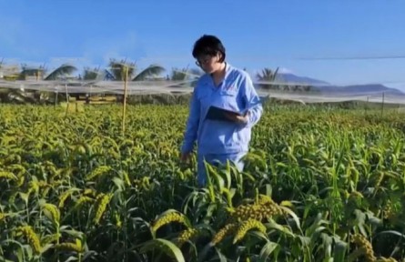 青年“育種人”宋慧：把科研成果“寫(xiě)”在田間地頭