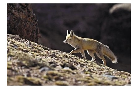 想去三江源國家公園？先考試！