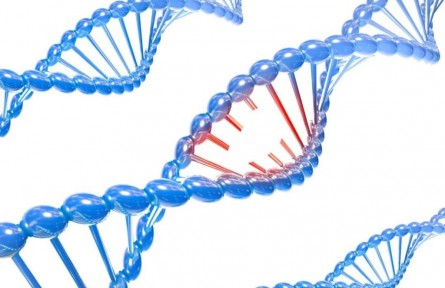 辟謠 | “人是猴子變的”？