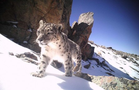 西藏珠峰地區(qū)雪豹數(shù)量超百只 “珠峰雪豹保護(hù)計(jì)劃”交出亮眼成績單