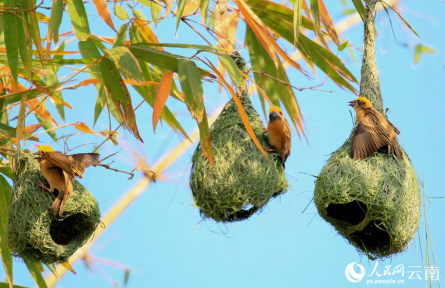物種故事 | 黃胸織布鳥：“動物界最美紡織工”