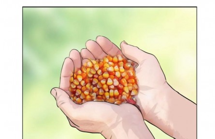 手繪漫畫(huà)《向未來(lái)》：玉米育種專(zhuān)家程相文與南繁的一見(jiàn)“種”情