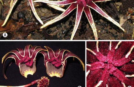 銷聲匿跡70多年 這一珍稀植物在廣西重現(xiàn)