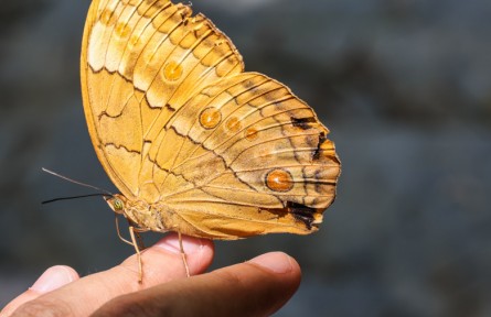 云南金平：近億只蝴蝶集中羽化成蝶 場面壯觀