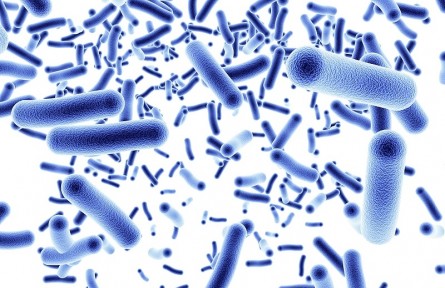 科技名詞 | 細菌  Bacteria