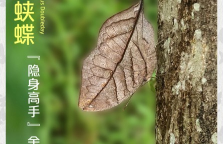 物種故事 | 枯葉蛺蝶：“隱身高手” 舍我其誰