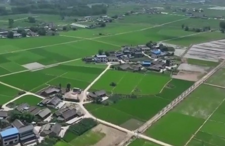 四川樂山：早稻進入分蘗期 田間管理助豐產(chǎn)