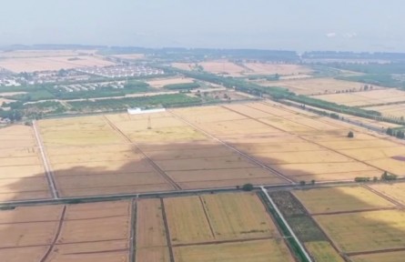 【在希望的田野上】春播糧食近尾聲 主產(chǎn)區(qū)麥收陸續(xù)開始