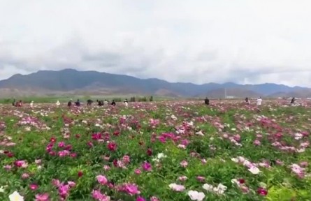 新疆花海綻放 “花產(chǎn)業(yè)”助力鄉(xiāng)村振興