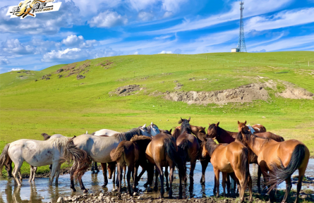 內(nèi)蒙古：牧云千里，碧草如歌