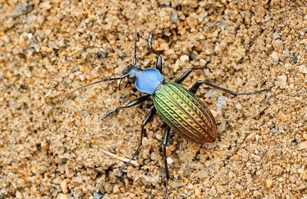 碩步甲：競走健將 農(nóng)田益蟲