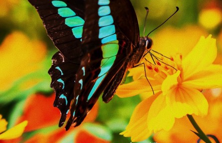 物種故事 | 青鳳蝶：喜食花蜜“視覺王者”