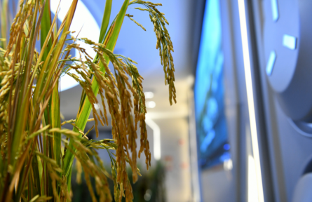 中國(guó)人的種菜天賦上天了！太空如何種水稻？