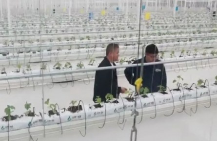 安徽：科技特派員“沉下去” 鄉(xiāng)村產業(yè)盡顯“科技范”