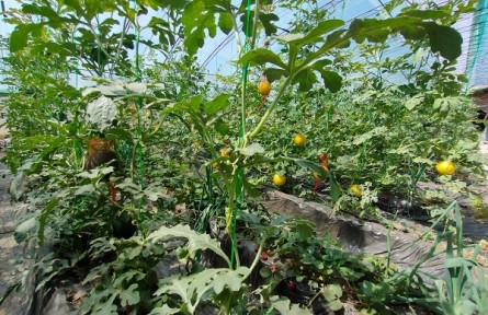 草莓地里的西瓜長在“空中”，北京昌平套種模式上新