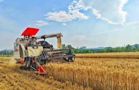 河南：各地奮戰(zhàn)“三夏”搶收忙