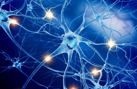 科技名詞 | 中樞神經(jīng)系統(tǒng) central nervous system，CNS