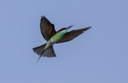 物種故事 | 藍(lán)喉蜂虎：“中國(guó)最美小鳥(niǎo)”