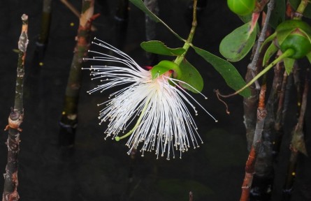 物種故事 | 海桑：我國紅樹林造林的主要樹種之一