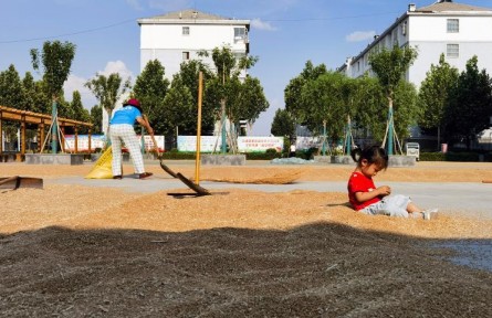 大院曬糧，塔內(nèi)烘干——山東夏糧產(chǎn)后服務(wù)見聞