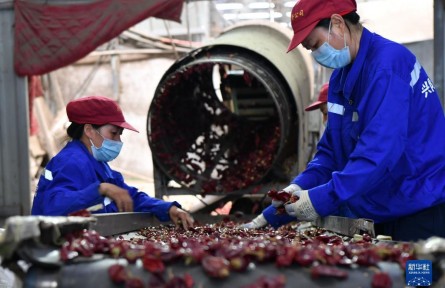 河南內黃：小辣椒“長成”大產(chǎn)業(yè)