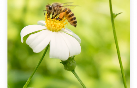 名言 | 李綱：但得蜜成功用足，不辭辛苦與君嘗