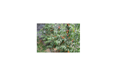 22.一種設(shè)施桃、杏、李專用樹形“細(xì)柱形”（一根棍）的培育方法