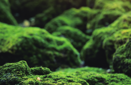 物種故事 | 苔蘚、地衣：各具特色的環(huán)境指示物種