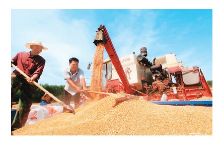 全國夏糧總產(chǎn)量達(dá)14613萬噸 穩(wěn)定全年糧食生產(chǎn)有了堅實(shí)基礎(chǔ)