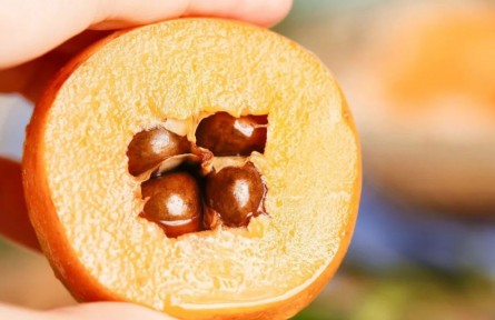 枇杷真能止咳嗎？