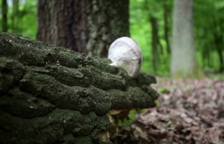 科普短視頻創(chuàng)作聯(lián)合行動 | 科學辨別有毒菌菇