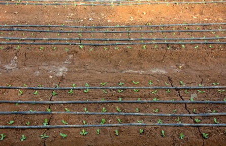 科技名詞 | 滴灌  trickle irrigation