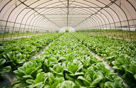 反季節(jié)蔬菜真有這么不健康嗎？