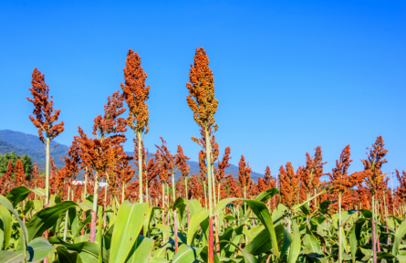 醬香味道的背后有何玄機？