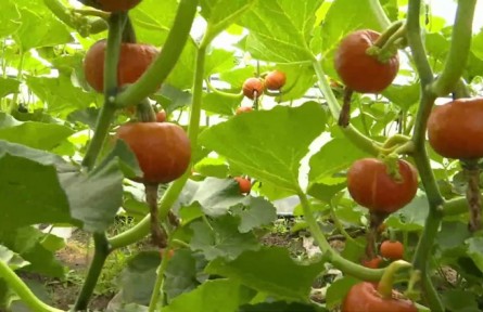 河北張家口崇禮區(qū)：網(wǎng)紅南瓜忙上市 特色農(nóng)業(yè)促振興