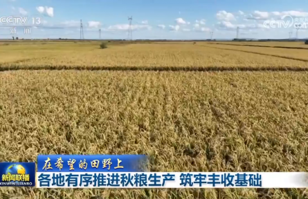 各地有序推進秋糧生產(chǎn) 筑牢豐收基礎(chǔ)