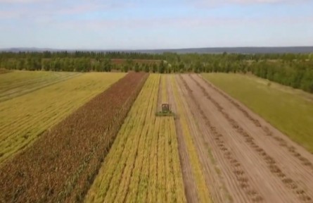 內蒙古自治區(qū)農牧廳：育繁推聯(lián)合 打好種業(yè)翻身仗